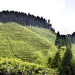 Mirk Tea Garden