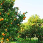 Orange Orchard