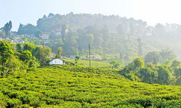Tea Garden