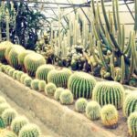 Cactus Nursery