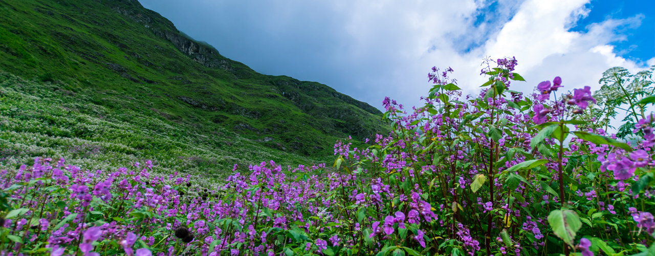 Valley Of flowers