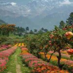 Best Times to Visit Ranikhet