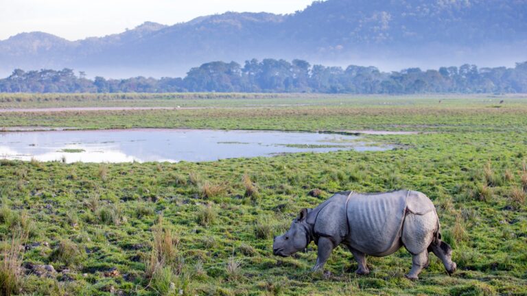 Meghalaya Tour Package with Kaziranga National Park